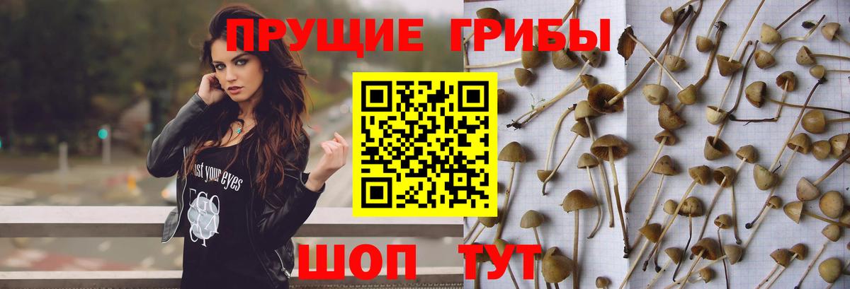 хочу   Галлюциногенные грибы Magic Shrooms  Галлюциногенные грибы Cubensis  Вход с VPN  Норильск 